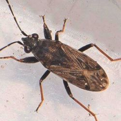 Peritrechus gracilicornis